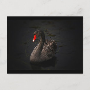 Snygg Black Svan Swimming på en flod Vykort