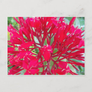 Snygg blodblomma Mjölkweed Art Print/Graphic Vykort