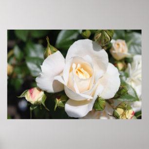 Snygg blomma från vit ros. poster