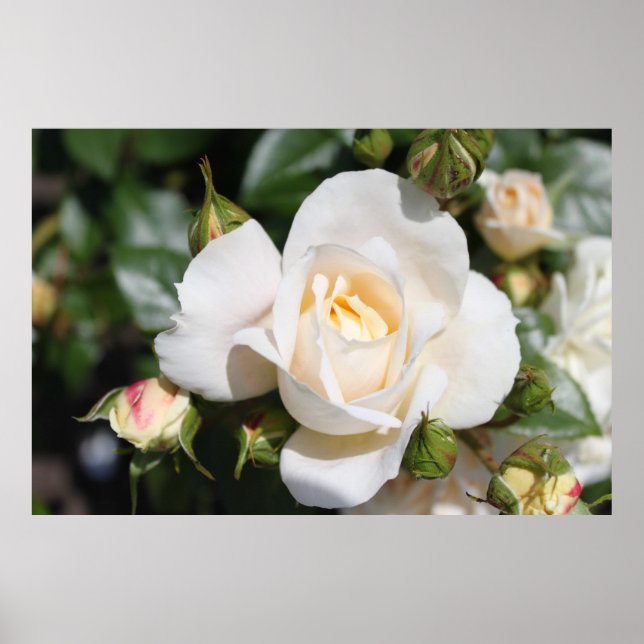 Snygg blomma från vit ros. poster (Framsidan)