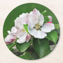 Snygg blommande Apple Träd Vår Underlägg