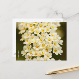 Snygg Blommigt Bridalwandeandespiraea Vykort