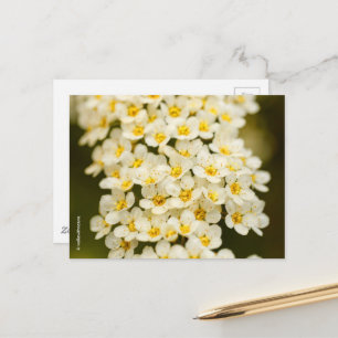 Snygg Blommigt Bridalwandeandespiraea Vykort