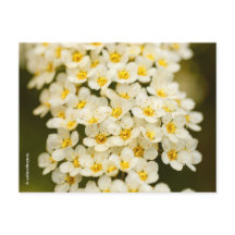 Snygg Blommigt Bridalwandeandespiraea