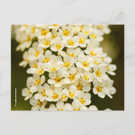 Snygg Blommigt Bridalwandeandespiraea Vykort