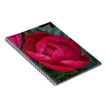 Snygg Blooming Red Peony