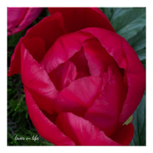 Snygg Blooming Red Peony