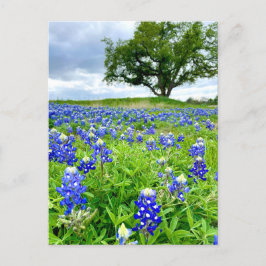 Snygg bluebonnets Texas-foto Vykort