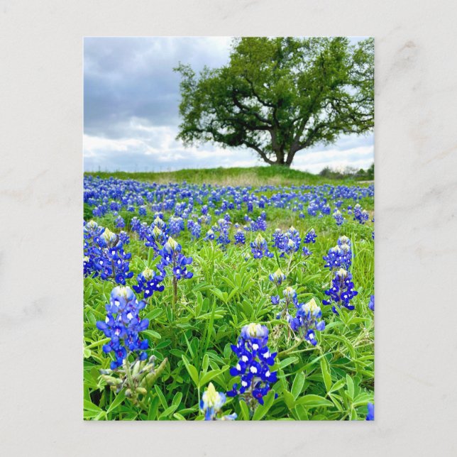 Snygg bluebonnets Texas-foto Vykort (Framsida)