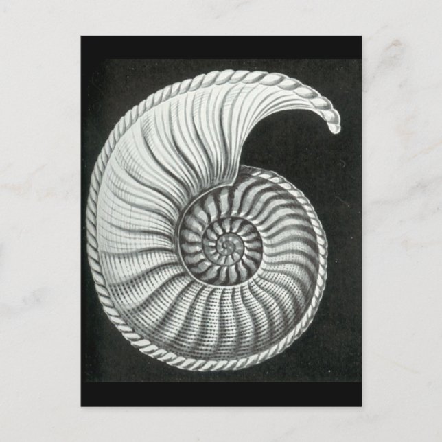 Snygg blyertspenna teckning i Amaltheus ammonite Vykort (Framsida)