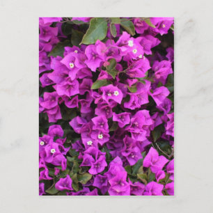 Snygg Bougainvillea Vykort