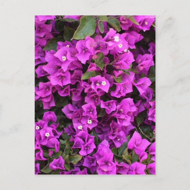 Snygg Bougainvillea Vykort (Framsida)