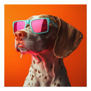 Snygg Bracco italiano hund med solglasögon Fototryck