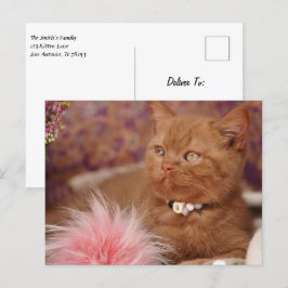 Snygg brittisk Shorthair Kitten Vykort