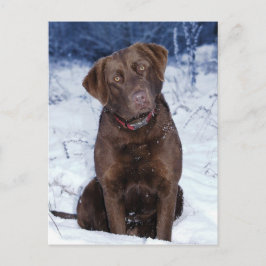 Snygg Brown Hund design Vykort