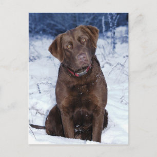 Snygg Brown Hund design Vykort