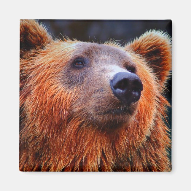 Snygg brun Bear Porträtt Wildlife Photo Magnet (Framsidan)