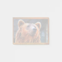 Snygg brun Bear Porträtt Wildlife Photo