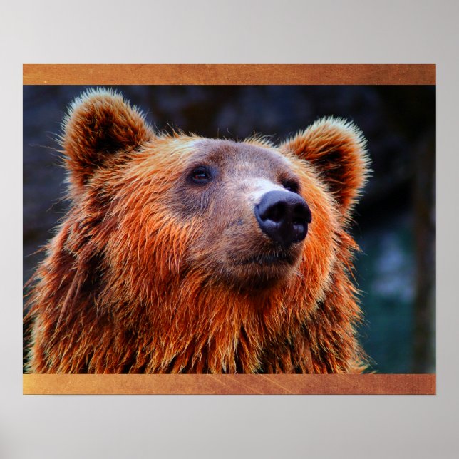 Snygg brun Bear Porträtt Wildlife Photo Poster (Framsidan)