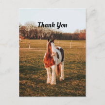 Snygg brun färg Draft Horse Photo Tack