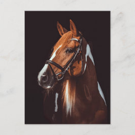Snygg brun Paint Horse Porträtt Photo Vykort