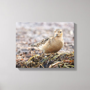 Snygg Buff-Brestat Sandpiper vid Beach Canvastryck