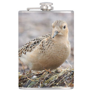 Snygg Buff-Brestat Sandpiper vid Beach Fickplunta