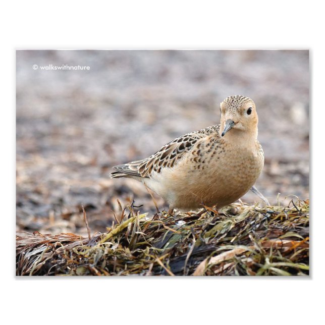 Snygg Buff-Brestat Sandpiper vid Beach Fototryck (Framsidan)