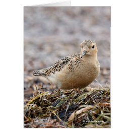 Snygg Buff-Brestat Sandpiper vid Beach Hälsningskort