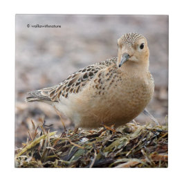 Snygg Buff-Brestat Sandpiper vid Beach Kakelplatta