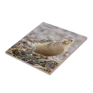 Snygg Buff-Brestat Sandpiper vid Beach Kakelplatta