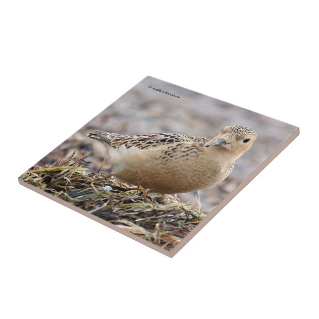 Snygg Buff-Brestat Sandpiper vid Beach Kakelplatta (Sidan)