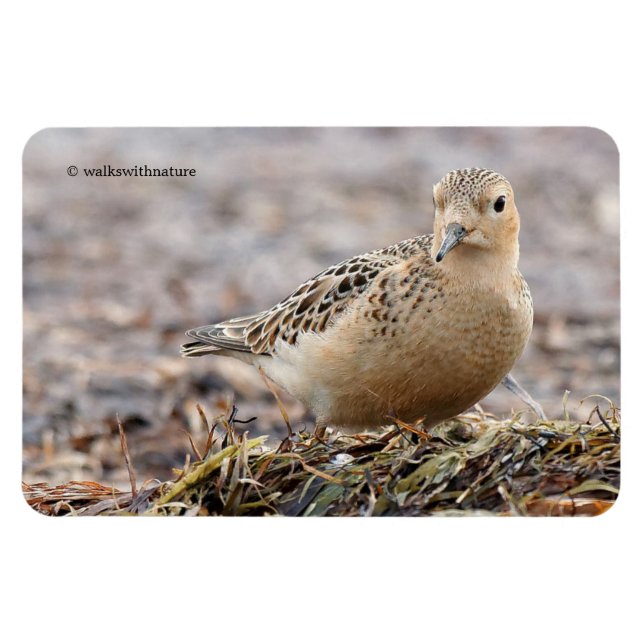 Snygg Buff-Brestat Sandpiper vid Beach Magnet (Horisontell)