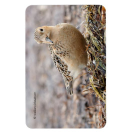 Snygg Buff-Brestat Sandpiper vid Beach Magnet
