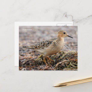 Snygg Buff-Brestat Sandpiper vid Beach Vykort