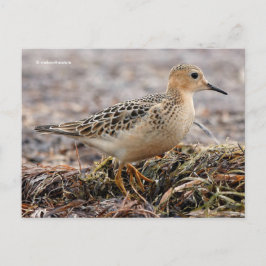 Snygg Buff-Brestat Sandpiper vid Beach Vykort