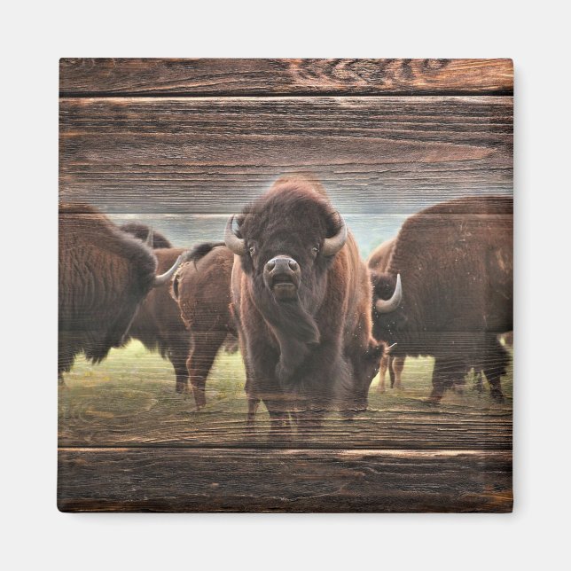 Snygg Buffalo Herd Magnet (Framsidan)