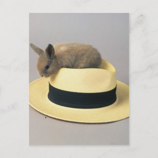 Snygg Bunny i en Hat 71 Vykort