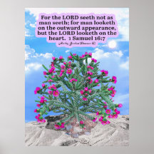 Snygg Cholla Cactus Scripture 1 Samuel 16:7