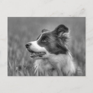 Snygg Collie Hund Vykort