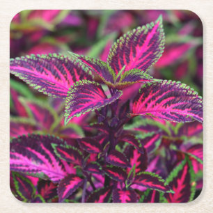 Snygg Colorful Coleus Lövs Underlägg Papper Kvadrat