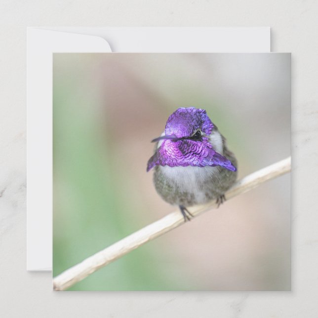 Snygg Costa's hummingbird Note Card Tack Kort (Framsida)