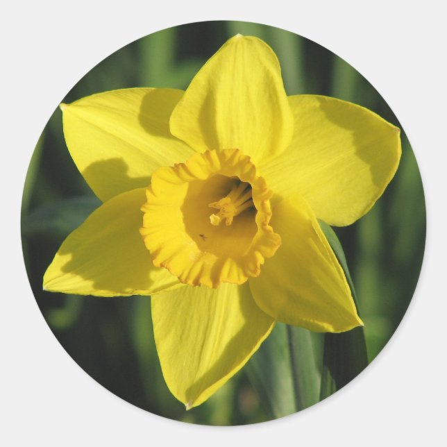 Snygg Daffodil Runt Klistermärke (Framsida)