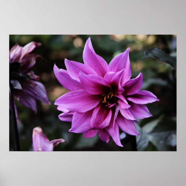 Snygg Dahlia Flower Poster (Framsidan)