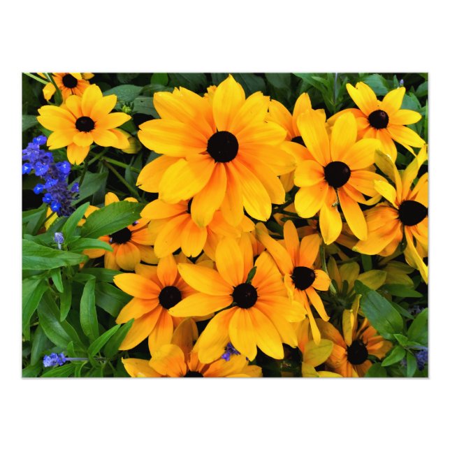 Snygg Daisy av Gult Photo Fototryck (Framsidan)