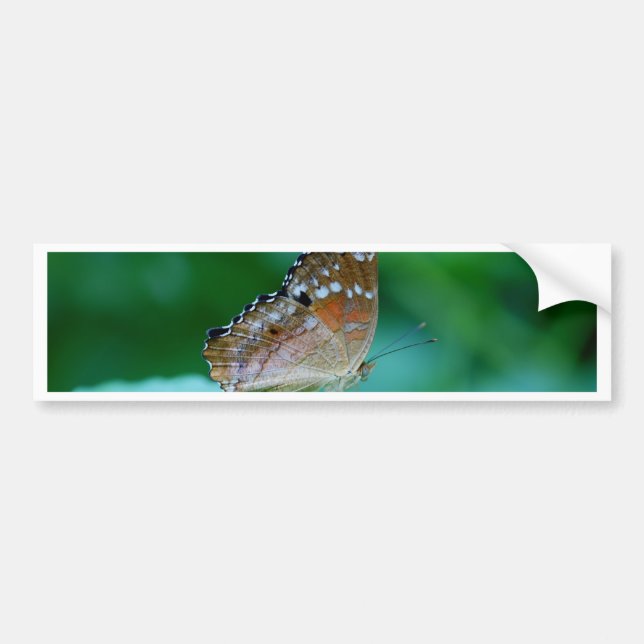 Snygg Danaus Plexippus Butterfly på Löv. Bildekal (Framsidan)