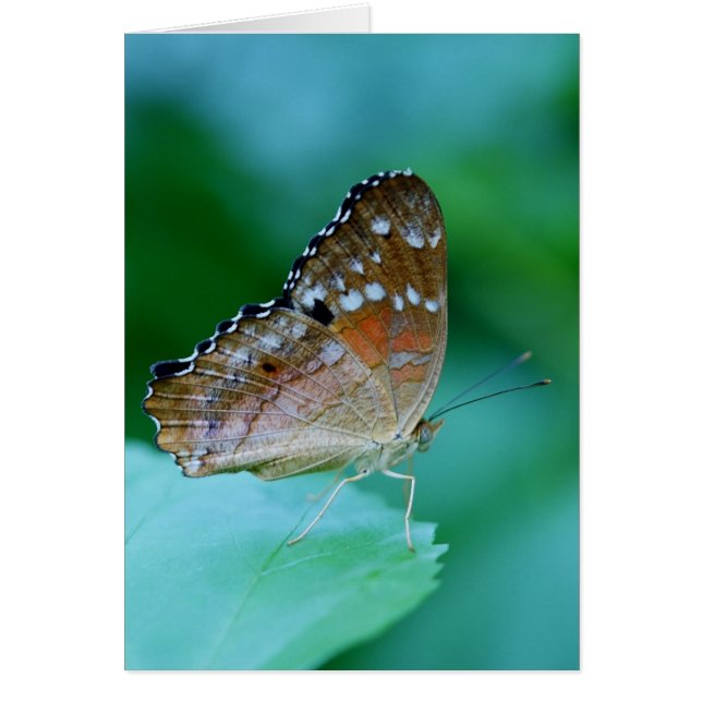 Snygg Danaus Plexippus Butterfly på Löv. Hälsningskort (Framsidan)