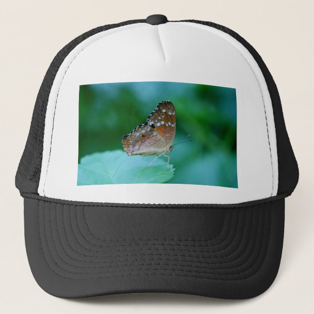 Snygg Danaus Plexippus Butterfly på Löv. Keps (Framsida)