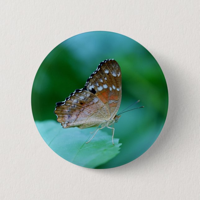 Snygg Danaus Plexippus Butterfly på Löv. Knapp (Framsida)