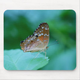 Snygg Danaus Plexippus Butterfly på Löv. Musmatta